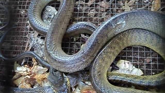 Boiga irregularis brown tree snake Guam (agec) смотреть онлайн