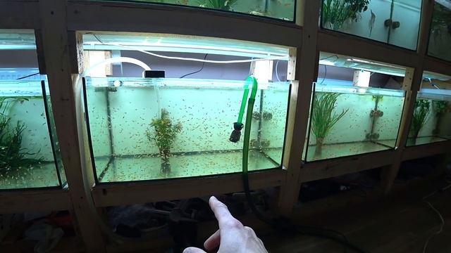 Гуппи больше нет! Барбусы на стерилизации! Накрыл все аквариумы смотреть онлайн