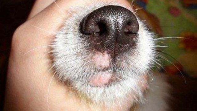 О чём следует знать, если вы решили завести собаку / ЛДЧ смотреть онлайн