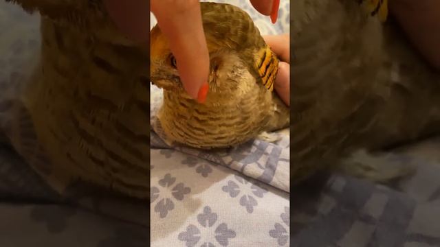 УШКИ ТУКО ? смотреть онлайн