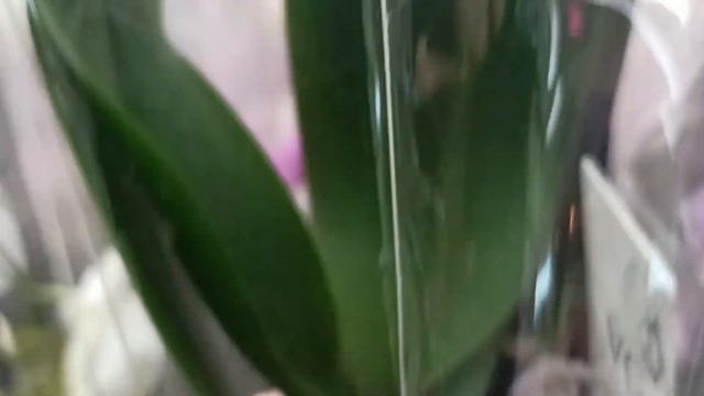 Свежий завоз орхидей в Леруа Барнаул! смотреть онлайн