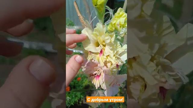 #утро#сдобрымутром#гладиолусы#бархотки#цветы#деревня#кролики#жизньвкайф смотреть онлайн