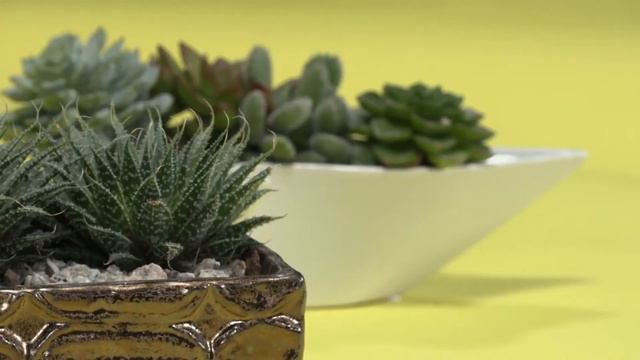 Comment planter le décors avec des succulentes? смотреть онлайн