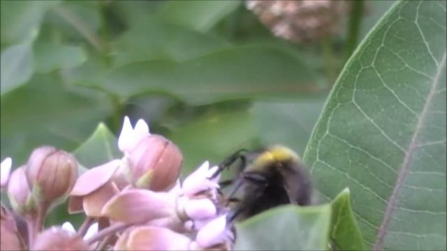 #Футаж. Шмель на цветке/#Footage. Bumblebee on a flower/Bombus смотреть онлайн