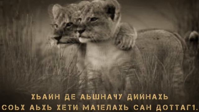 Хьайн де аьшначу дийнахь аьхь хети ма Ӏелахь сан доттагӀ, #брат #друг #мир смотреть онлайн