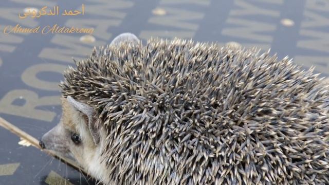 القنفذ طويل الأذن ( Hemiechinus auritus )مع احمد الدكرونى смотреть онлайн