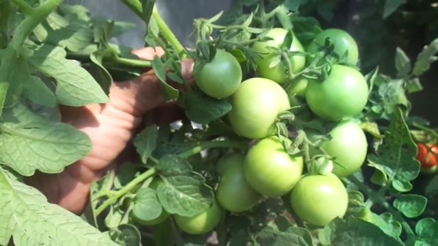 ТОМАТ РЕНЕТ ПОСПЕЛ В ОТКРЫТОМ ГРУНТЕ. Ольга Чернова. смотреть онлайн