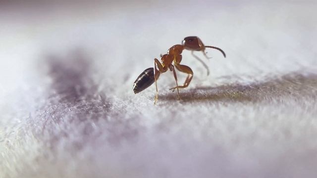 Dolichoderus pustulatus смотреть онлайн