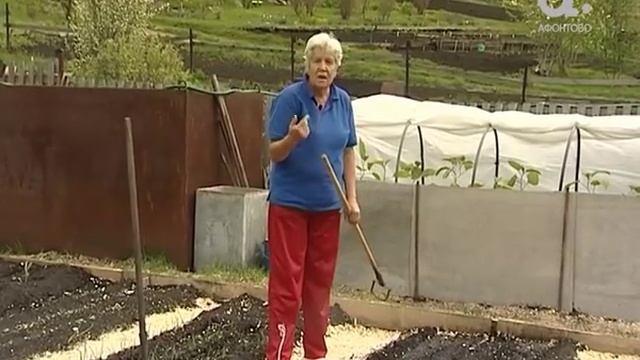 Голова садовая. Как выращивать морковь смотреть онлайн