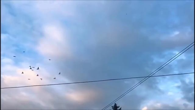 Бойные голуби в Казахстане 2 / Тасманы / Сиреневые / Агараны (Богданов Женя . Казахстан ) смотреть онлайн