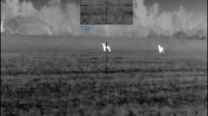 Волки отвечают на вабу!