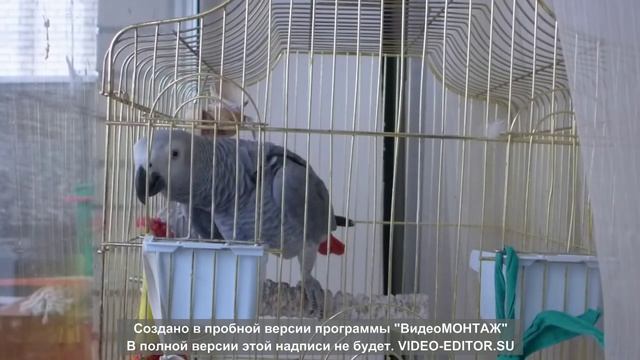 Попугай жако Павлик поет смотреть онлайн
