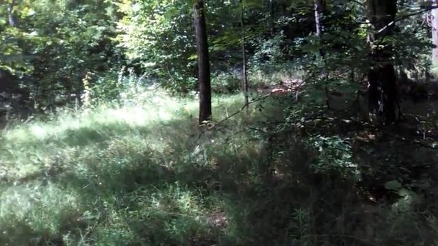 Лес. Грибы. Отдых. смотреть онлайн