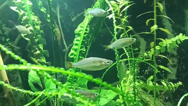 Неоновая радужница Melanotaenia praecox смотреть онлайн