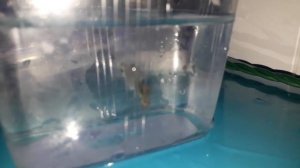 Когда роды у гуппи