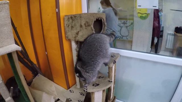 Енототерапия в Купчино / Енот полоскун покусал мужа смотреть онлайн