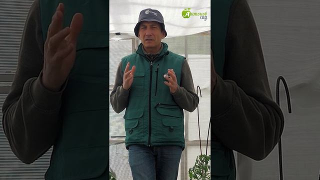 Закручиваются листья томатов смотреть онлайн