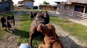 Питбуль Араб получил отцовского леща за просто так. Занятия с Питбулями Драгон Лайф