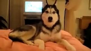 Собака говорит «I love you»