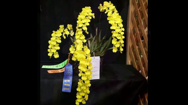 San Diego Orchids Show & Sale смотреть онлайн