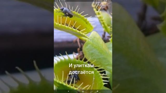 ЗЕЛЁНЫЙ хищник ВЕНЕРИНА смотреть онлайн
