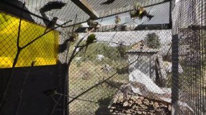 певчие птицы в вольере (продолжение)