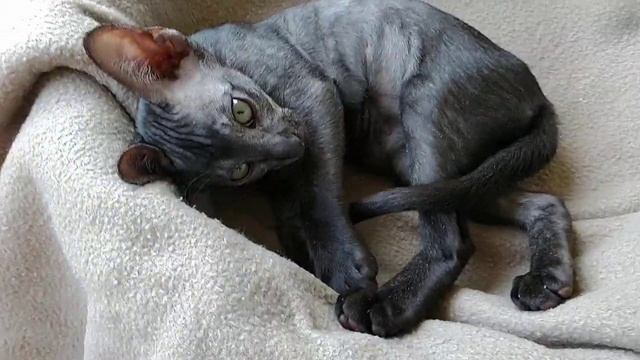 Ориентальный котенок Нетопырь смотреть онлайн