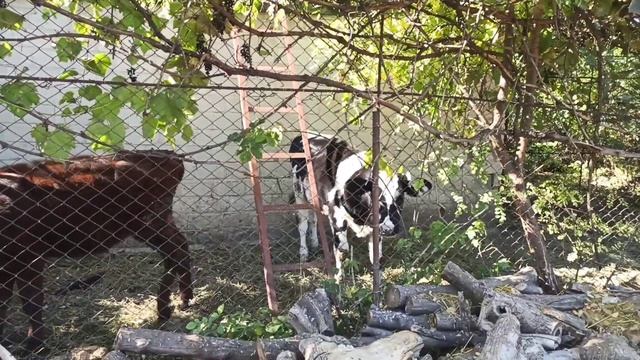 Как избавиться от мух в сарае. Самый простой способ, которого я боялась. смотреть онлайн