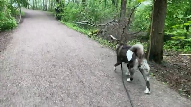 Американская Акита Молли // клещи, средства от клещей и как проверить собаку после прогулки смотреть онлайн