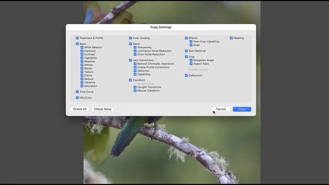 How To Use DxO PureRaw With Lightroom