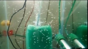 Мальки тернеций ГлоФиш