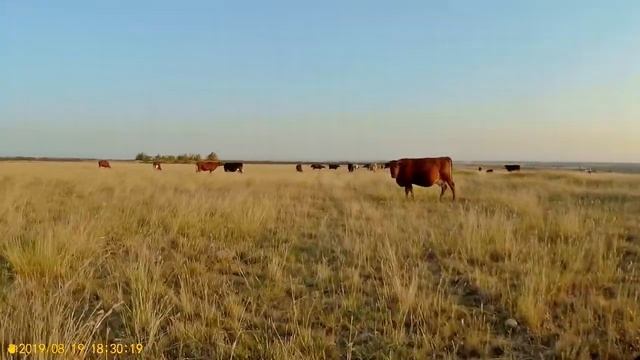 19_08_2019_НА АЛПАТОВОЙ ГОРЕ_ГОФИЦКОЕ.mp4 смотреть онлайн