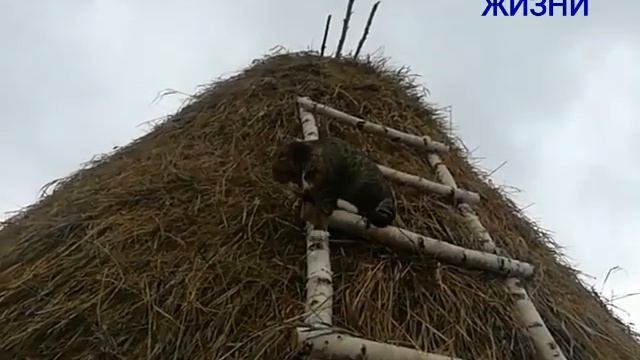 ДОМ ИЗ СЕНА смотреть онлайн