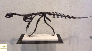 Гипсилофодон — Вымершие животные Англия (Великобритания). Наука, древние рептилии, история Земли