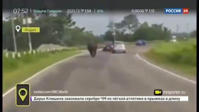 Носорог против автомобилей смотреть онлайн