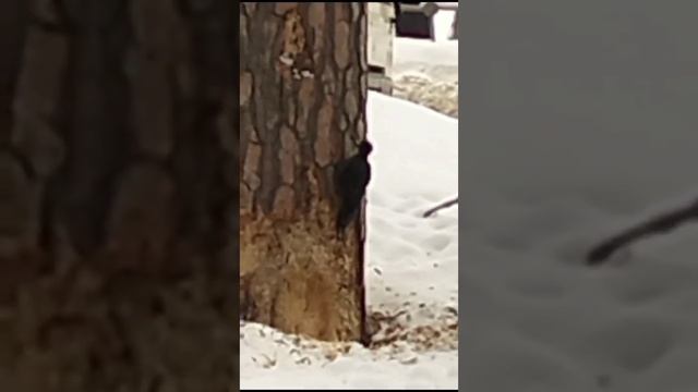 Трудолюбивый диверсант.))) смотреть онлайн