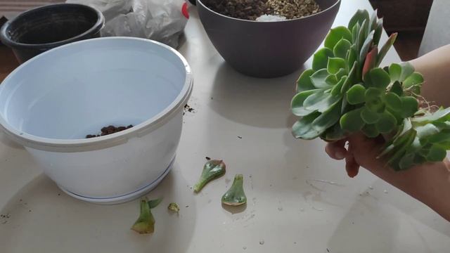 Echeveria Elegans Dikimi, Bakımı Ve çoğaltılması. En Büyük Sukulent Türü Için Gereken Herşey.