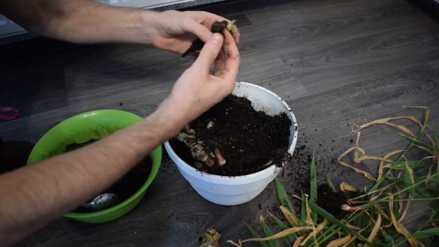 ИМБИРЬ. Урожай 2018. Выращивание имбиря в квартире смотреть онлайн