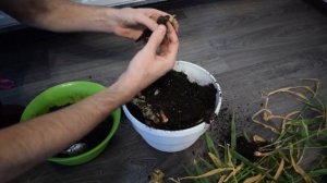 ИМБИРЬ. Урожай 2018. Выращивание имбиря в квартире