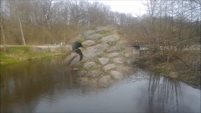 !!! Belmontas Parkas Vilnius Vandens fantastika/ Бельмонт Парк Вильнюс Водная Феерия смотреть онлайн