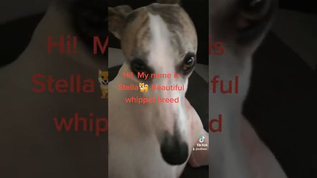 #Stella the whippet breed смотреть онлайн