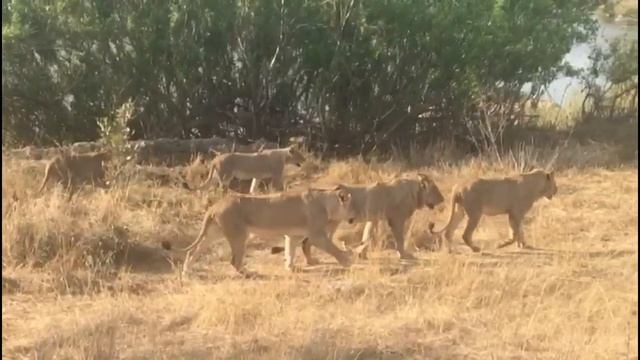 10 Young Lions seen, unexpectedly close to Skukuza camp in Kruger National Park. смотреть онлайн