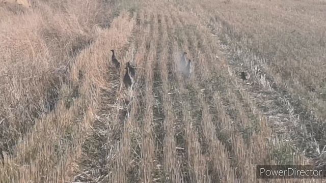 Куропатки, попались на видеоохоту... смотреть онлайн