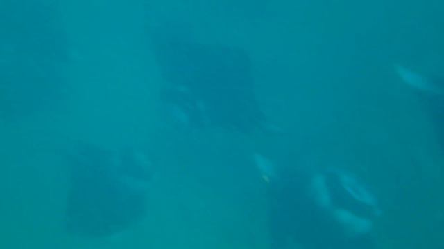 Мальдивы. Плавание с мантами смотреть онлайн