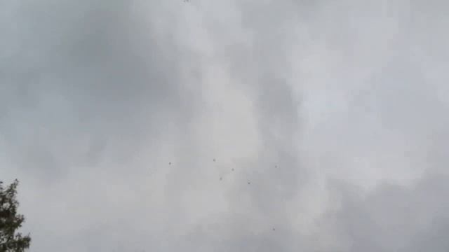 Ястреб Тетеревятник с легкостью поймал голубку (касанку) смотреть онлайн