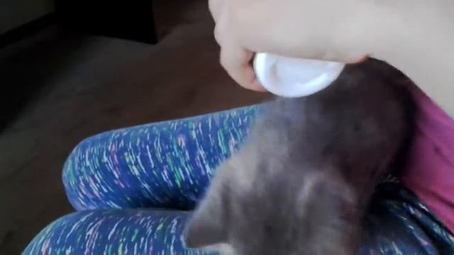 ВЛОГ! Тренеровка котёнка! Гуляем!#Дача смотреть онлайн