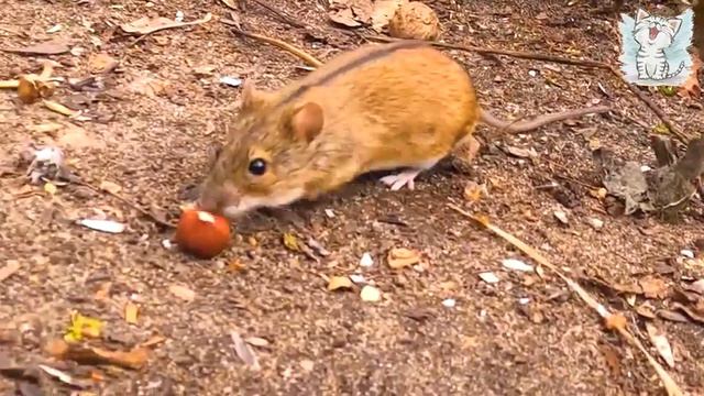 Дикие животные смотреть онлайн