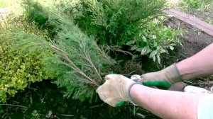 Размножение можжевельника вегетативным способом. Часть 2