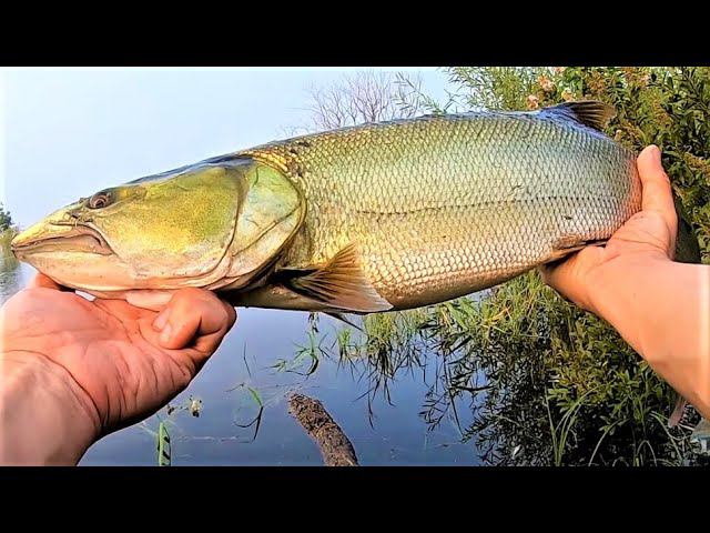 ЗЛЫЕ ПОКЛЕВКИ на СПИННИНГ ❗️Наводнение на Амуре Рыбалка на спиннинг с берега смотреть онлайн