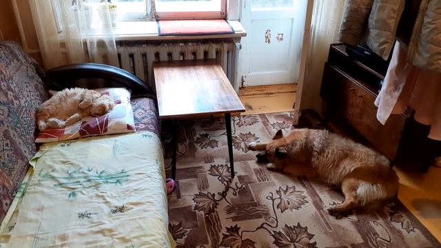 8 июля 2021 г. Зайцы спят?? смотреть онлайн